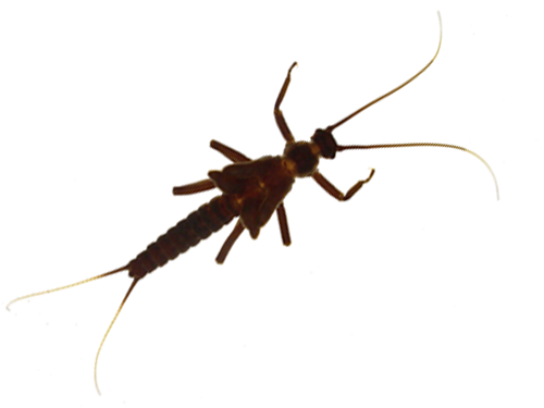 Benthic specimen